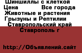 Шиншиллы с клеткой › Цена ­ 8 000 - Все города Животные и растения » Грызуны и Рептилии   . Ставропольский край,Ставрополь г.